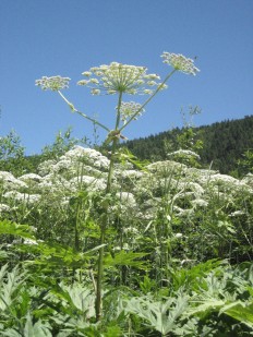 image001